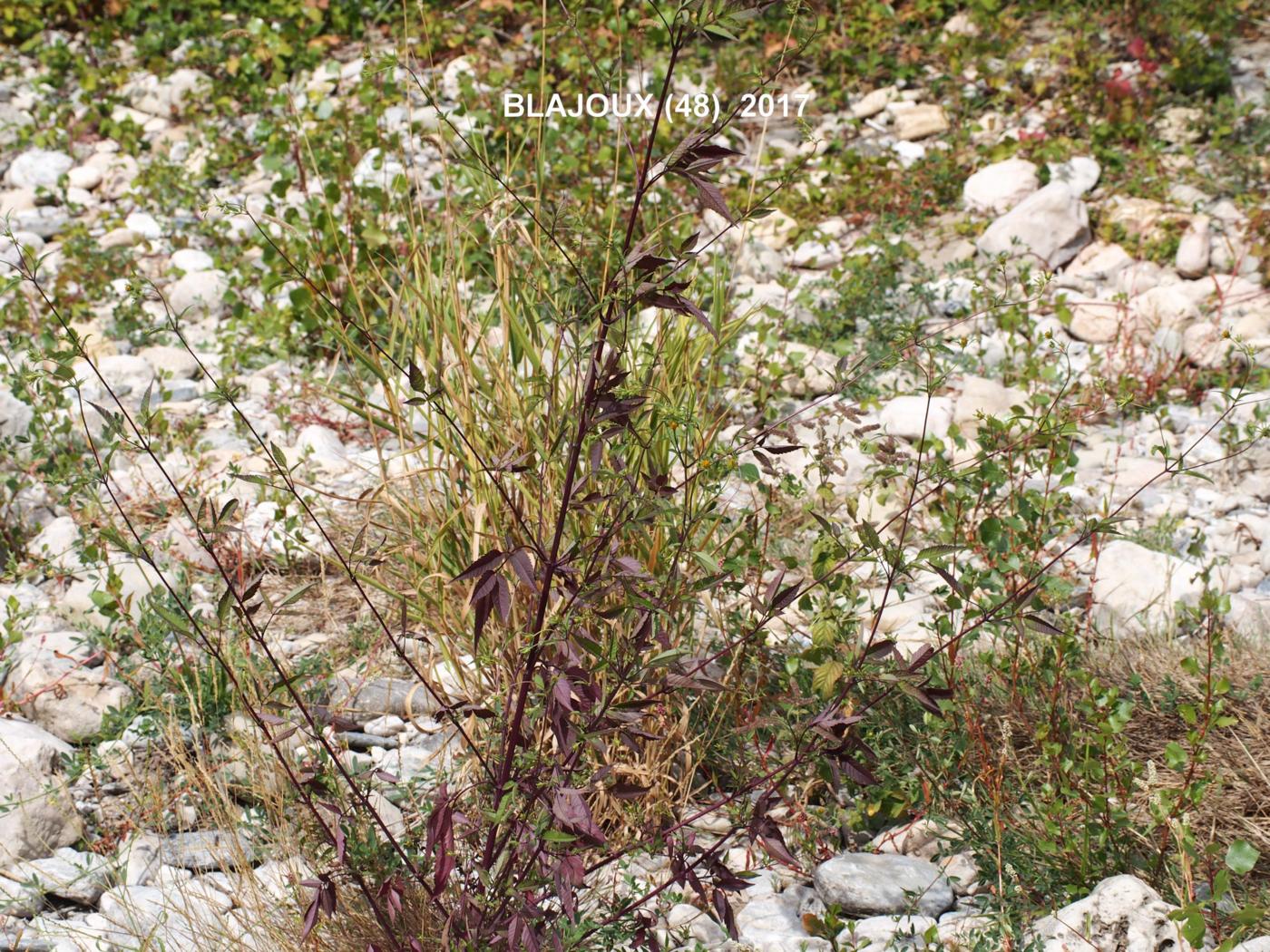 Bur marigold, (Black-fruited) plant